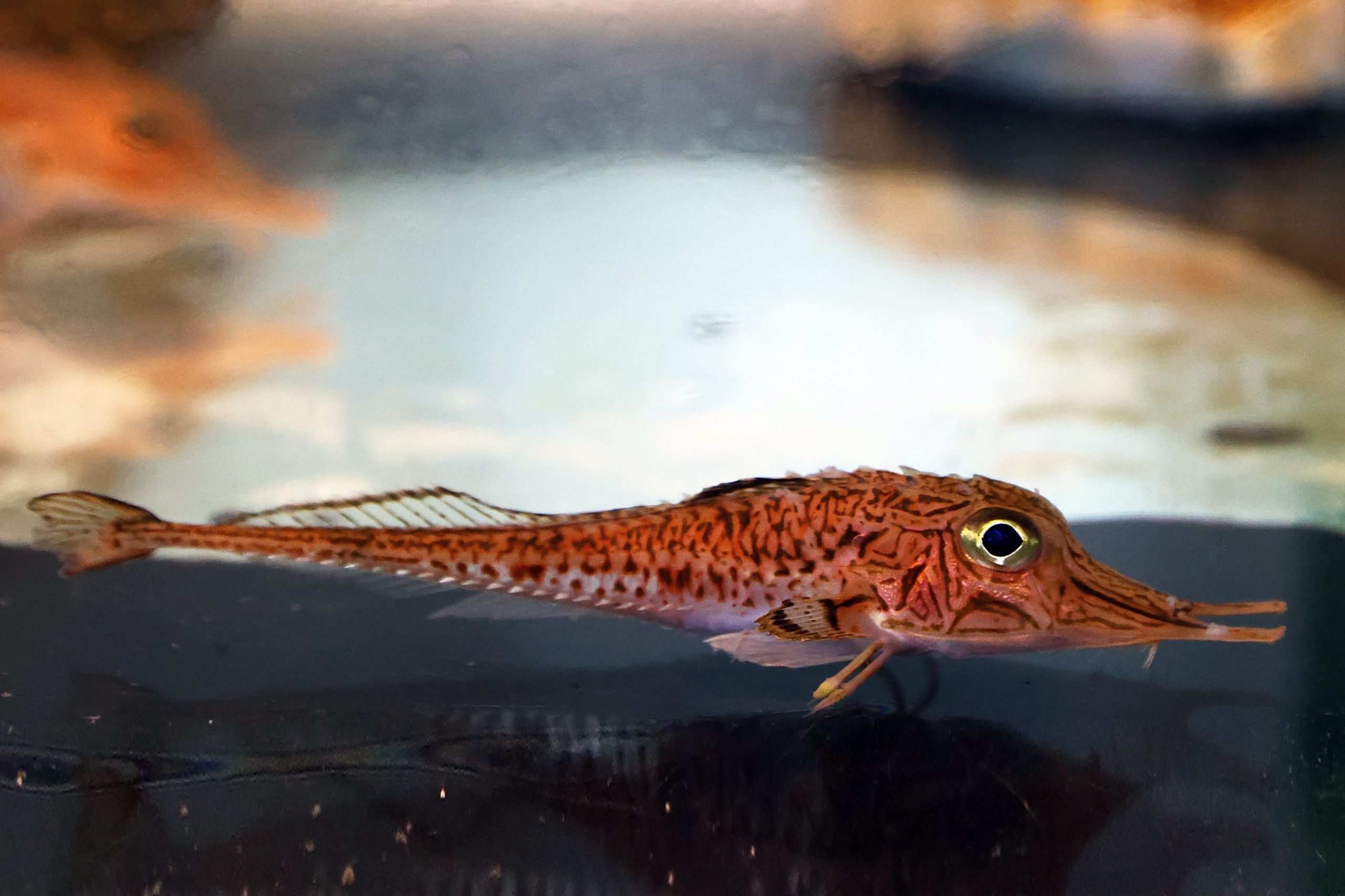 キホウボウ - 生きもの図鑑 鳥羽水族館